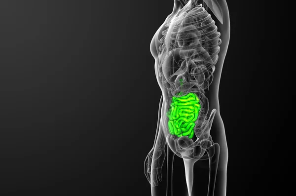 3d ilustración renderizada del intestino delgado — Foto de Stock