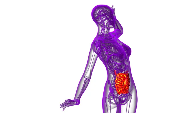 3d ilustración renderizada del intestino delgado —  Fotos de Stock