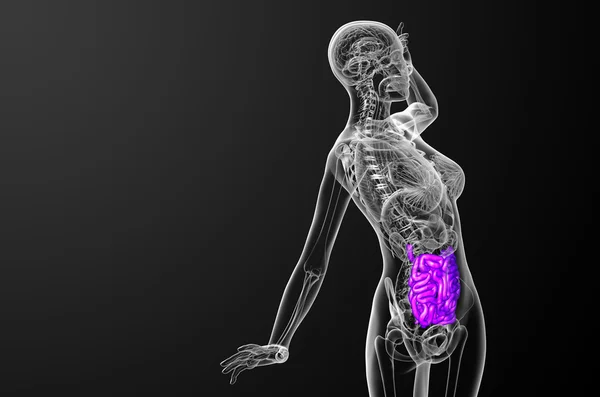 3d rendered illustration of the small intestine — Stock Photo, Image