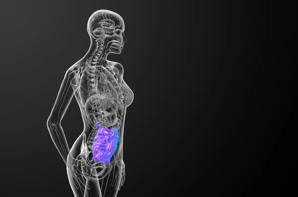 小腸の 3 d レンダリングされた図 — ストック写真