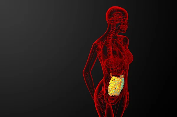 小腸の 3 d レンダリングされた図 — ストック写真