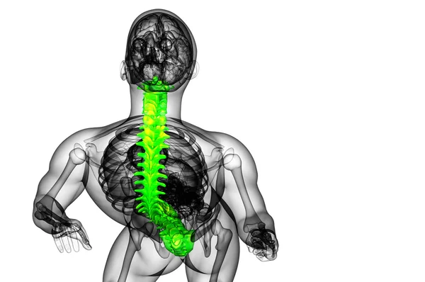 人間の背骨の3Dレンダリング医療イラスト — ストック写真