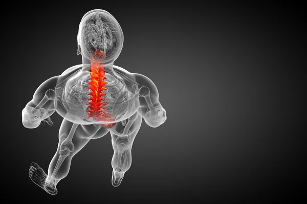 3d render medical illustration of the human spine — Stock Photo, Image