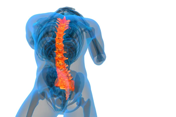 3D καθιστούν ιατρική απεικόνιση της ανθρώπινης σπονδυλικής στήλης — Φωτογραφία Αρχείου