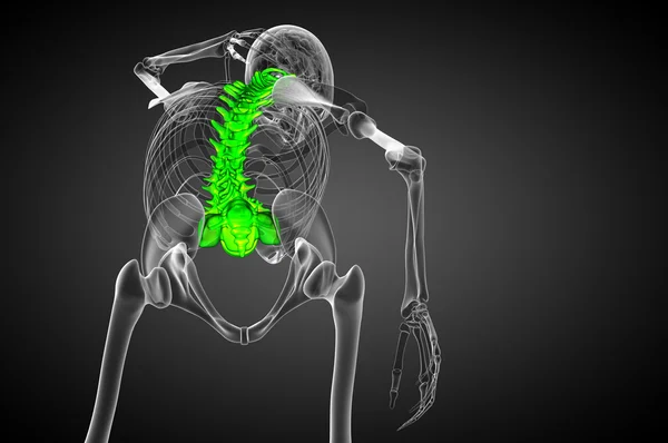 3d tornar ilustração médica da coluna vertebral humana — Fotografia de Stock