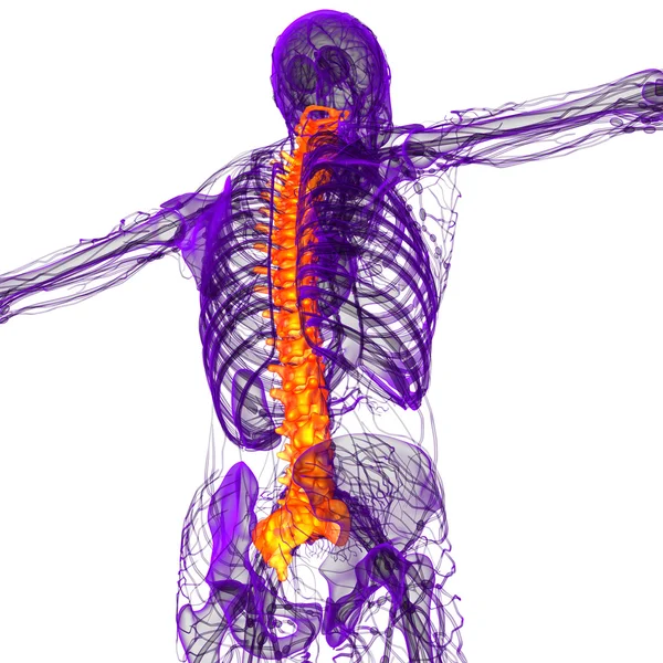 İnsan omurgasının 3 boyutlu tıbbi çizimi — Stok fotoğraf