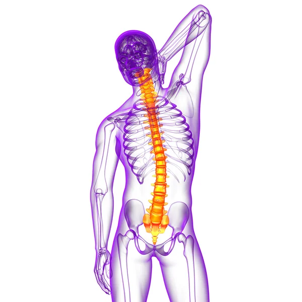 3d tornar ilustração médica da coluna vertebral humana — Fotografia de Stock