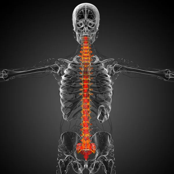 3d hacer ilustración médica de la columna vertebral humana — Foto de Stock