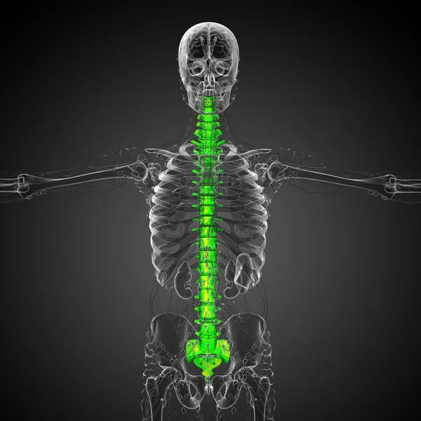 3d hacer ilustración médica de la columna vertebral humana —  Fotos de Stock