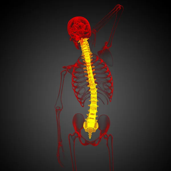 3d hacer ilustración médica de la columna vertebral humana —  Fotos de Stock