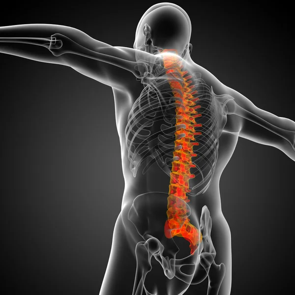 3d render medical illustration of the human spine — Stock Photo, Image