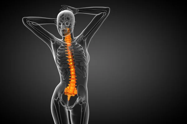 3D καθιστούν ιατρική απεικόνιση της ανθρώπινης σπονδυλικής στήλης — Φωτογραφία Αρχείου