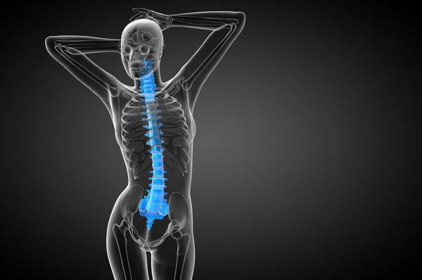 3d hacer ilustración médica de la columna vertebral humana — Foto de Stock