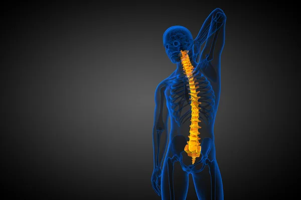 3d tornar ilustração médica da coluna vertebral humana — Fotografia de Stock