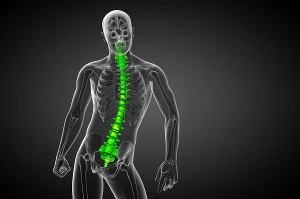 3d hacer ilustración médica de la columna vertebral humana —  Fotos de Stock