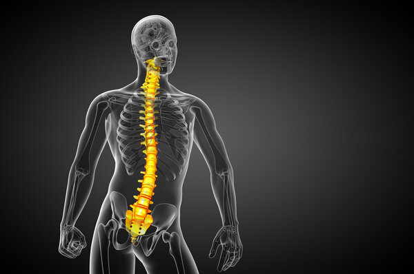 3d render medical illustration of the human spine 