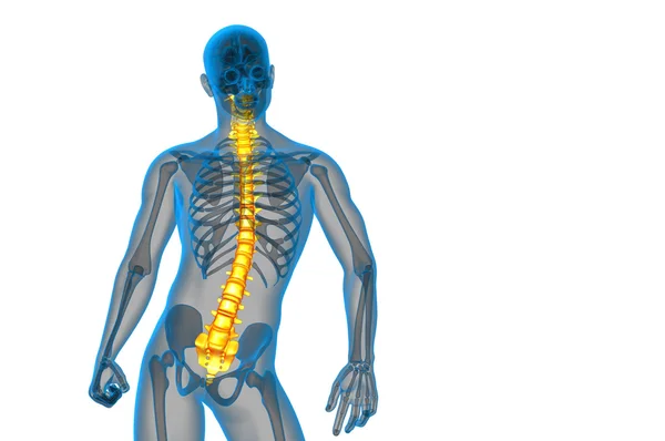 3d hacer ilustración médica de la columna vertebral humana —  Fotos de Stock