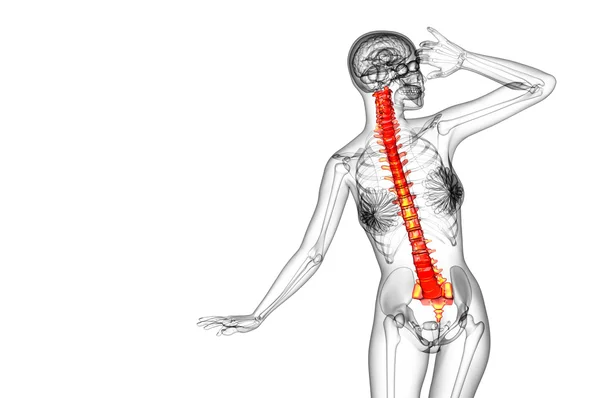 3d tornar ilustração médica da coluna vertebral humana — Fotografia de Stock