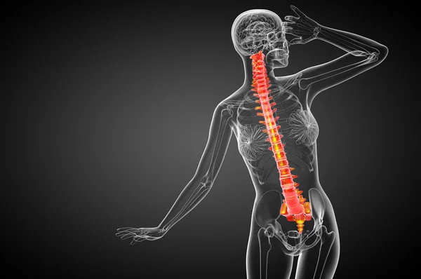 3d zilustrowanie medyczne kręgosłupa ludzkiego — Zdjęcie stockowe