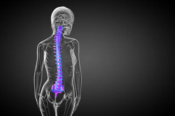 3d hacer ilustración médica de la columna vertebral humana —  Fotos de Stock