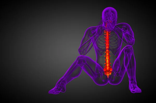 3D рендеринг медицинской иллюстрации позвоночника человека — стоковое фото