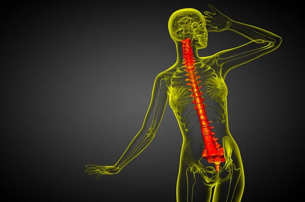 3D рендеринг медицинской иллюстрации позвоночника человека — стоковое фото
