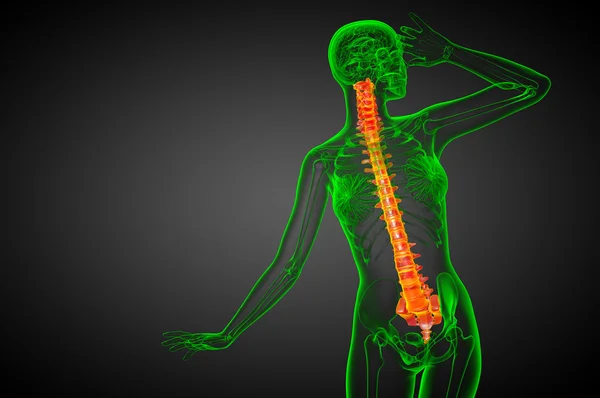 3d render medical illustration of the human spine — Stock Photo, Image