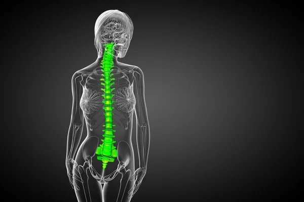 3d hacer ilustración médica de la columna vertebral humana —  Fotos de Stock