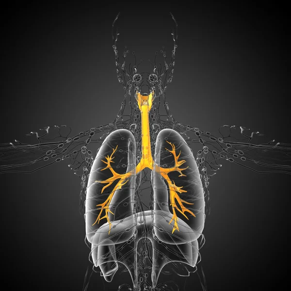 3D sjukvård illustration av manliga luftröret — Stockfoto