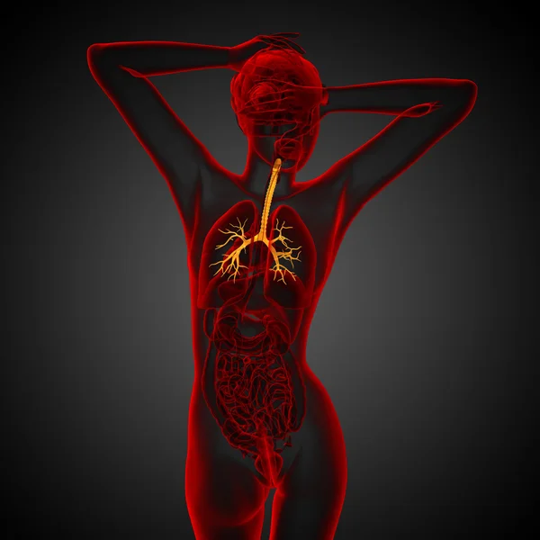 3D medical illustration of the male bronchi — Stock Photo, Image