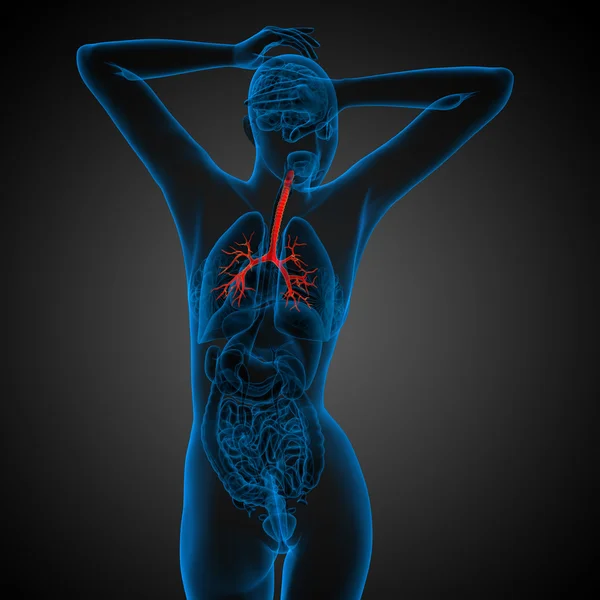 Illustrazione medica 3D dei bronchi maschili — Foto Stock