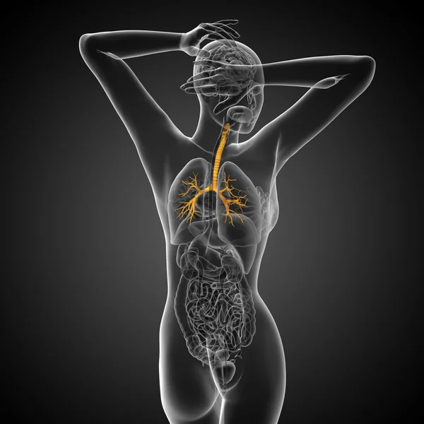 Ilustración médica 3D de los bronquios masculinos —  Fotos de Stock