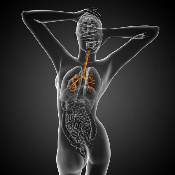 Illustrazione medica 3D dei bronchi maschili — Foto Stock