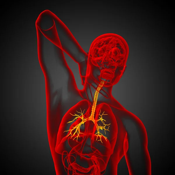 Illustrazione medica 3D dei bronchi maschili — Foto Stock