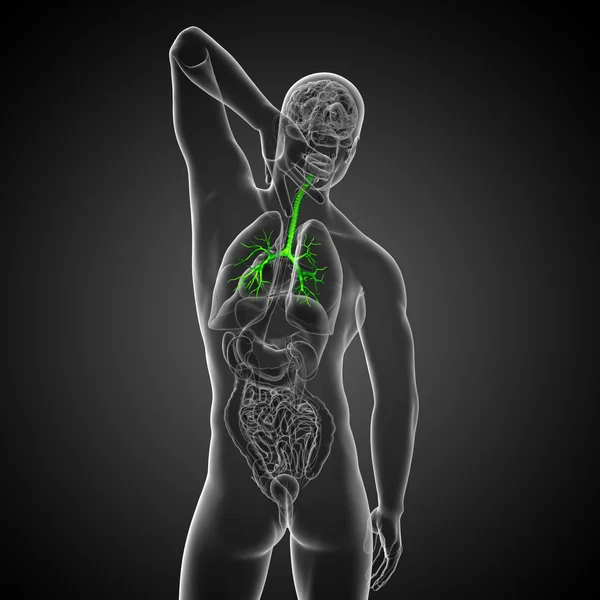 3D medical illustration of the male bronchi — Stock Photo, Image