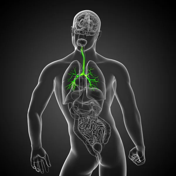 三维医学插图的男性支气管 — 图库照片