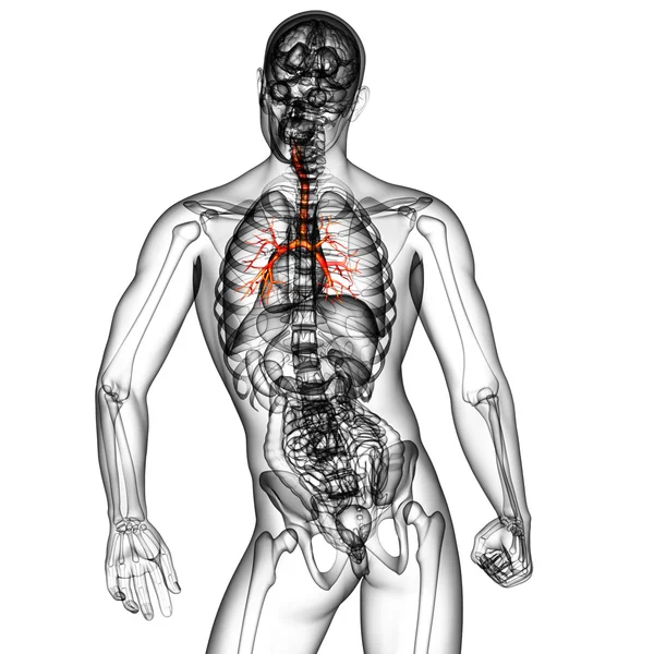 3D medical illustration of the male bronchi — Stock Photo, Image