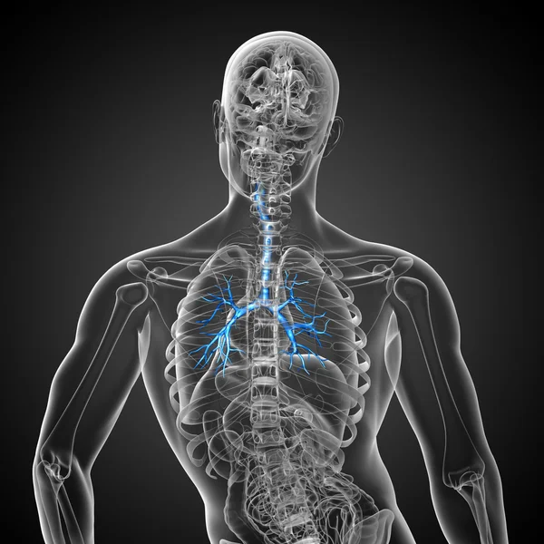 3D medical illustration of the male bronchi — Stock Photo, Image