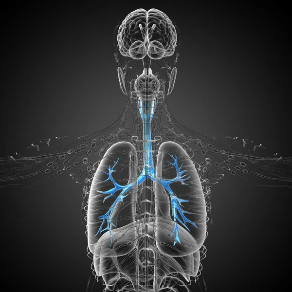A férfi hörgők 3D orvosi illusztráció — Stock Fotó