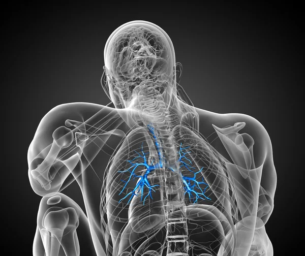 3D medical illustration of the male bronchi — Stock Photo, Image