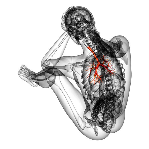 3D medical illustration of the male bronchi — Stock Photo, Image