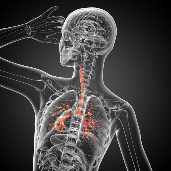 3D medical illustration of the male bronchi — Stock Photo, Image