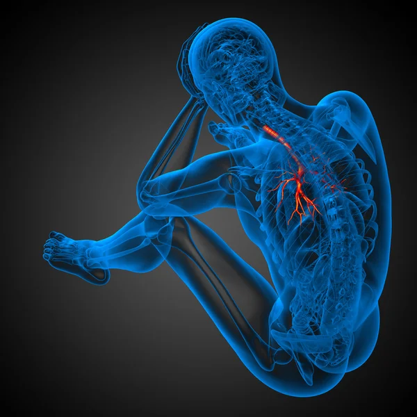 Ilustración médica 3D de los bronquios masculinos —  Fotos de Stock