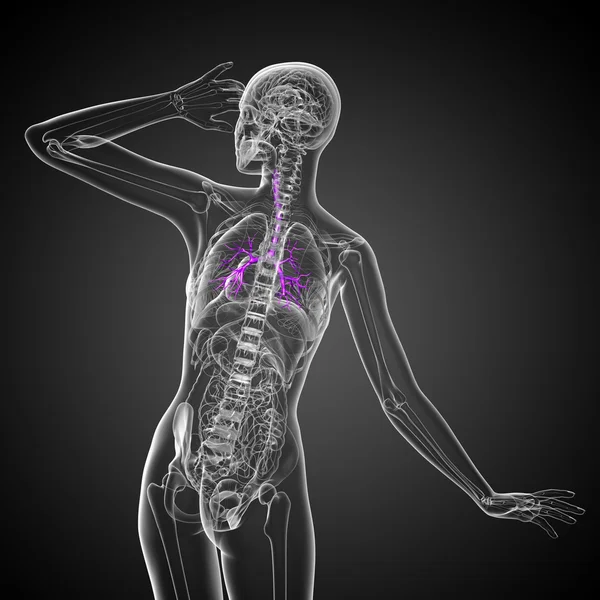 3D medical illustration of the male bronchi — Stock Photo, Image