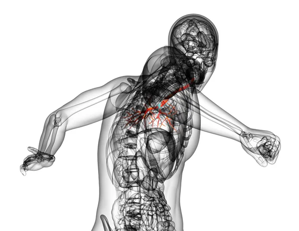 3D medical illustration of the male bronchi — Stock Photo, Image