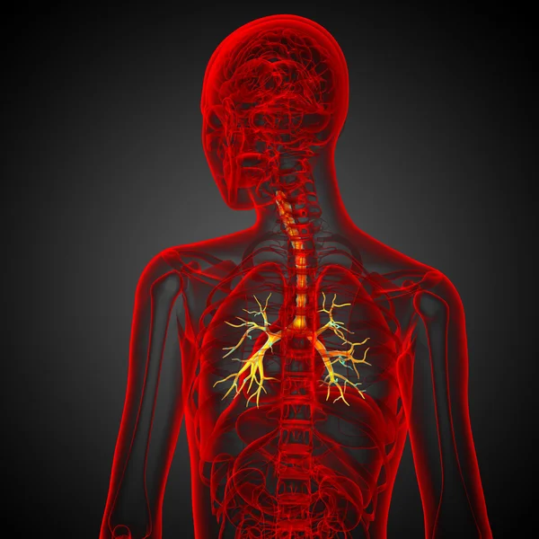 Ilustración médica 3D de los bronquios masculinos — Foto de Stock