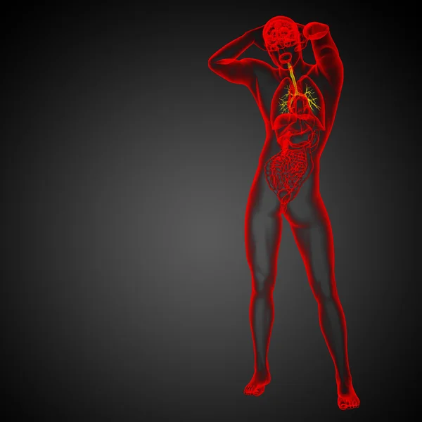 Illustration médicale 3D des bronches mâles — Photo