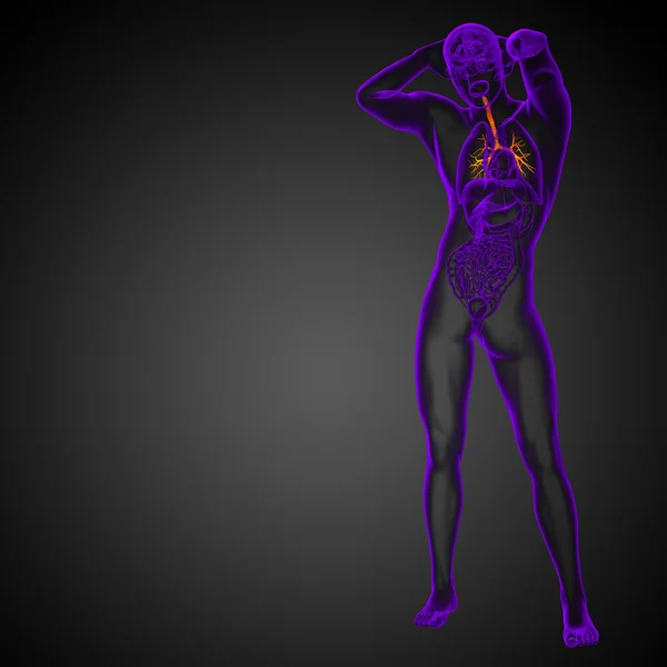 3D medical illustration of the male bronchi — Stock Photo, Image