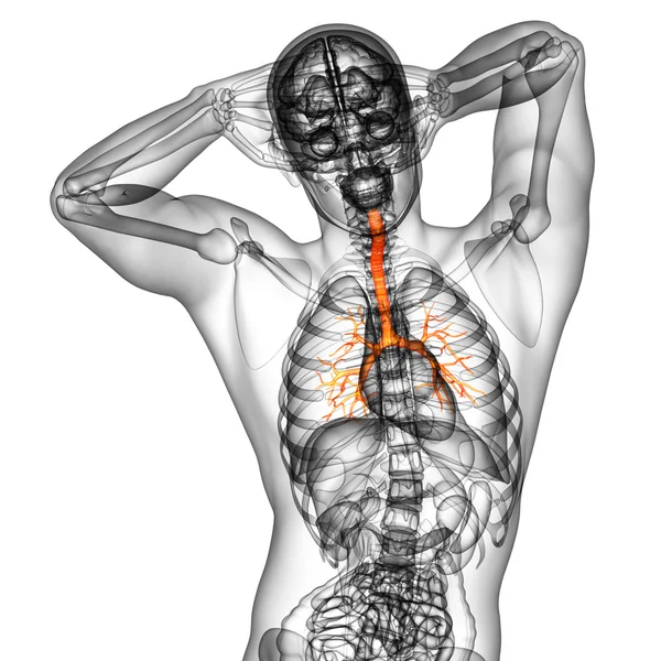 3D медицинская иллюстрация мужских бронхов — стоковое фото