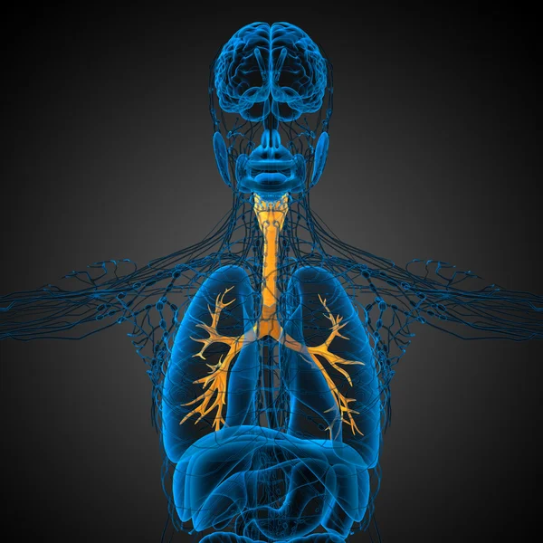Ilustrație medicală 3D a bronhiilor masculine — Fotografie, imagine de stoc